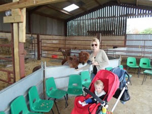 Feeding the alpacas