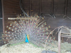 Peacocks at Hounslow Urban Farm