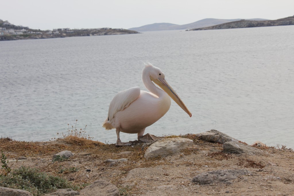 Pelican on the Greek island of Mykonos