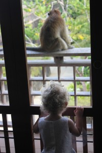Monkey on our balcony