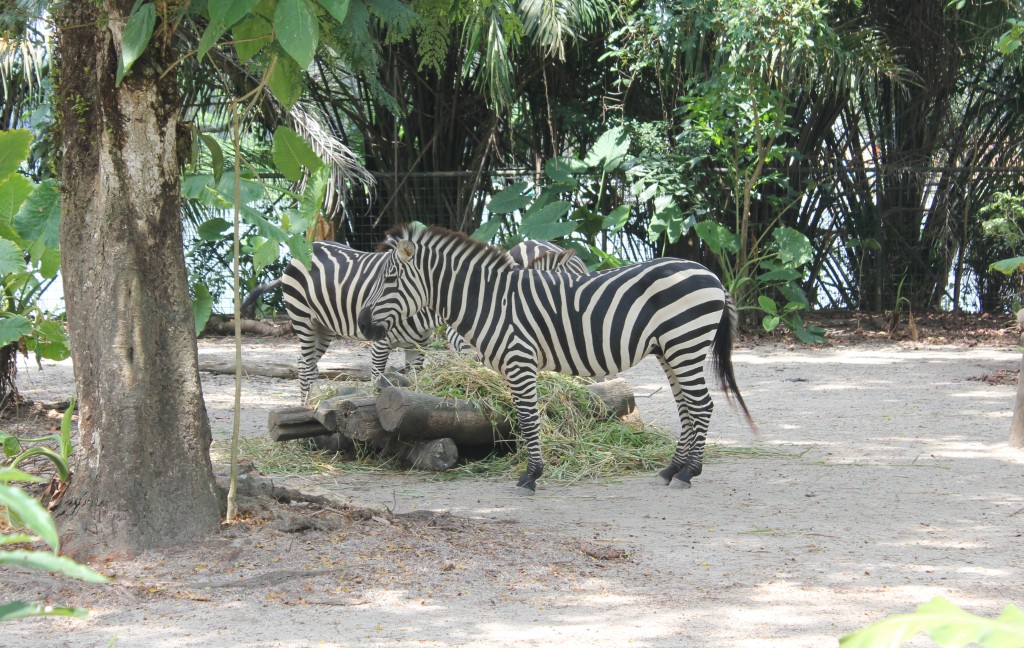 Zebras, Singapore Zoo