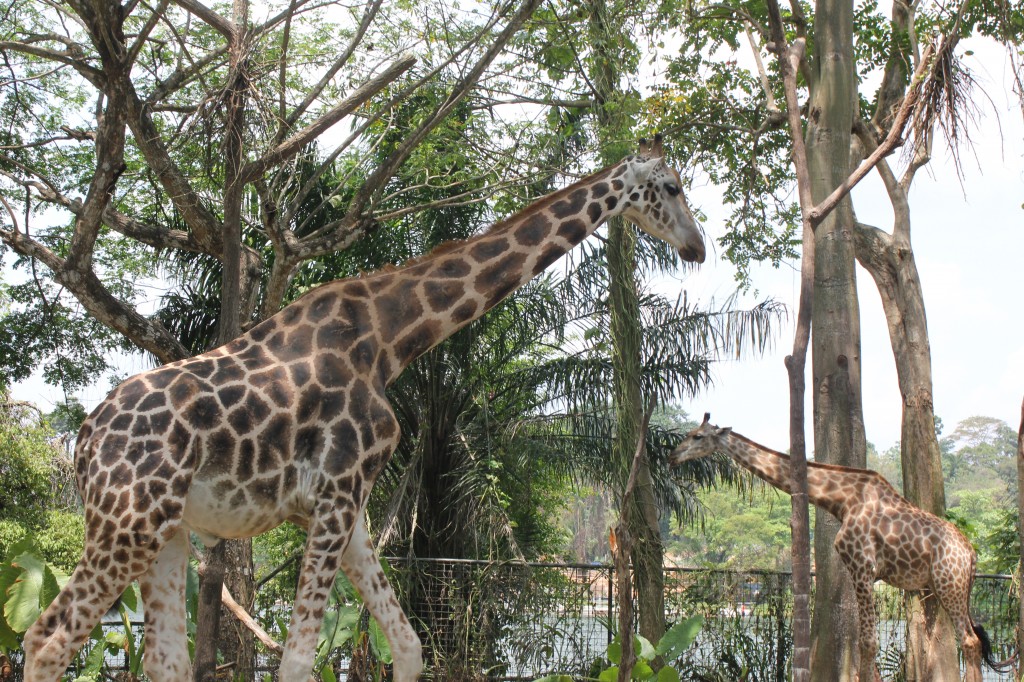 Giraffes at Singapore zoo