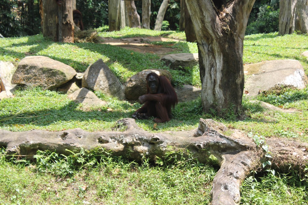 Orangutan at Singapore zoo