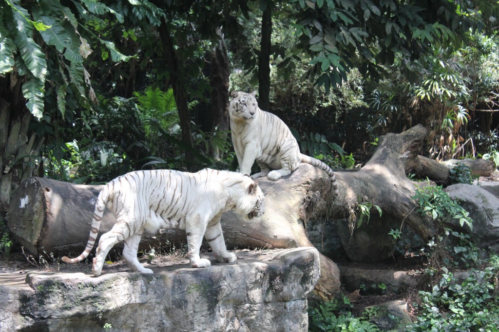 White Tigers at Singapore Zoo