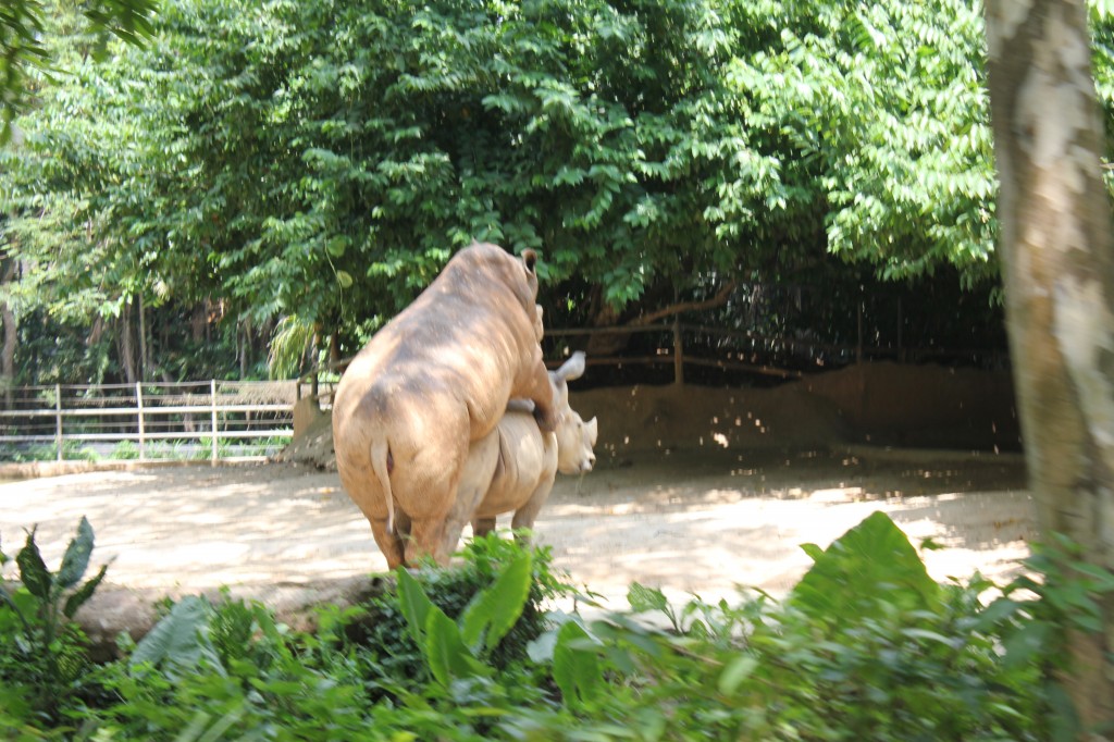 X Rated action with rhinos at Singapore zoo