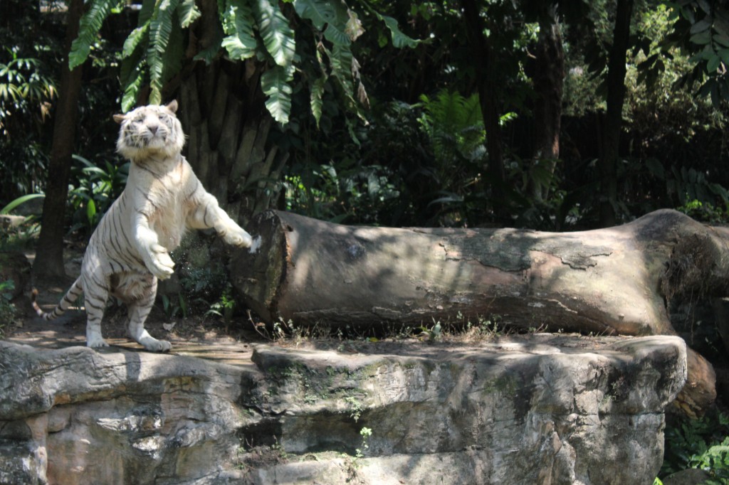 White Tiger gets fed, Singapore Zoo