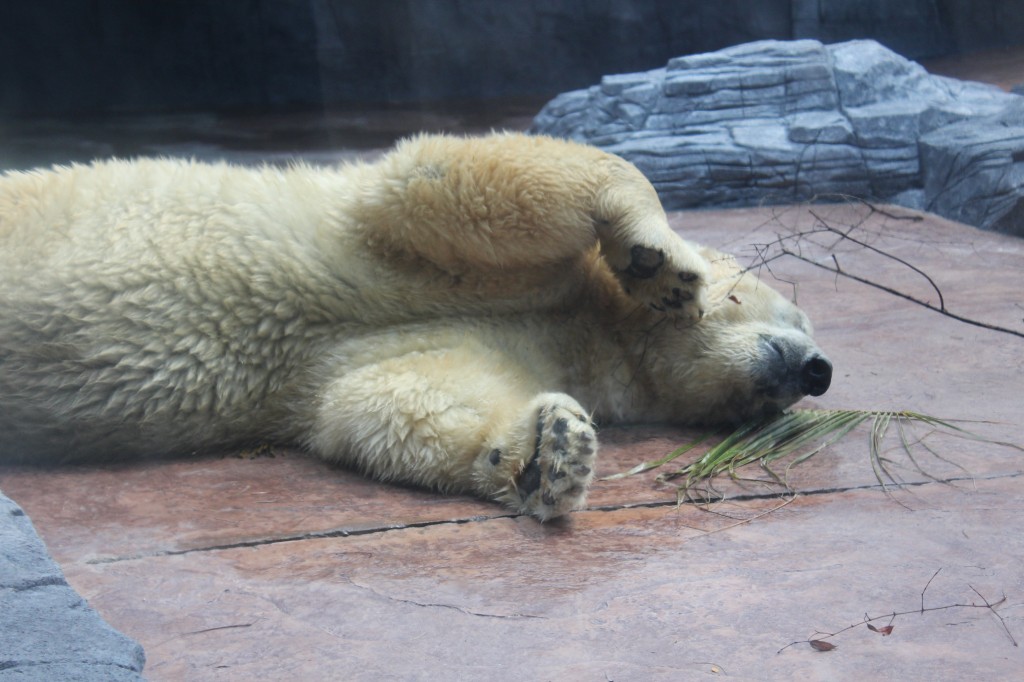 Polar Bear at Singapore zoo