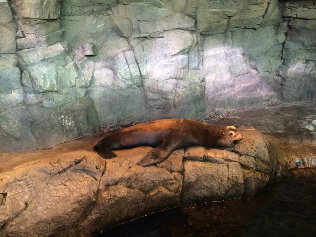 Shedd Aquarium Chicago