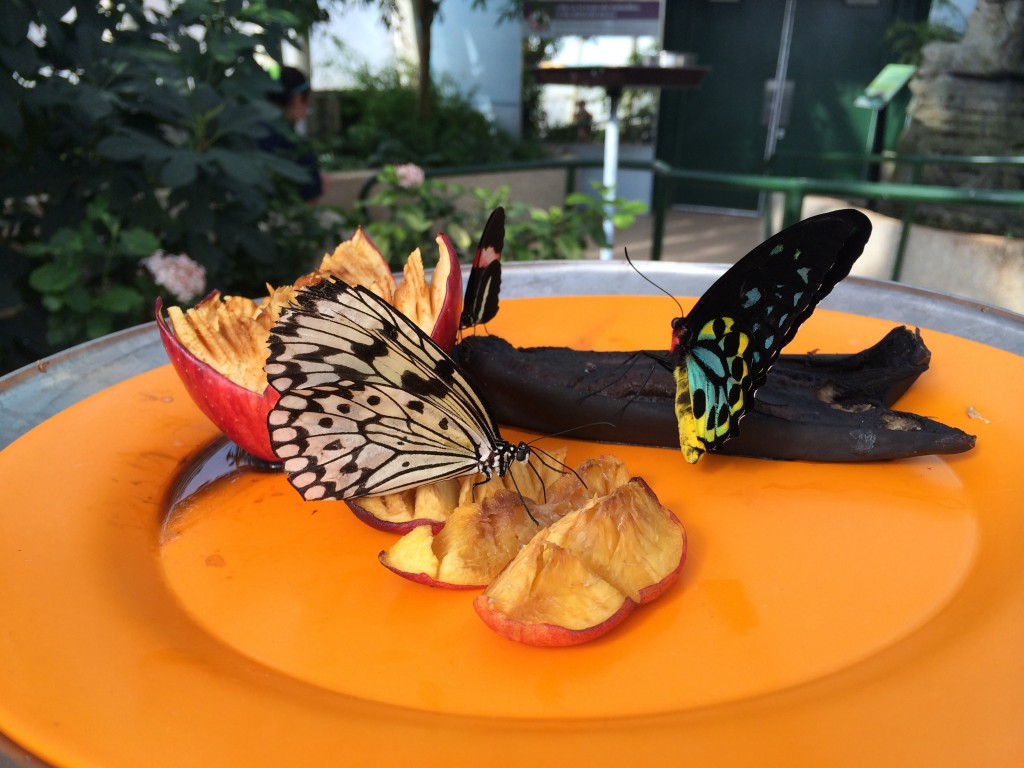 Butterflies at the nature museum, Chicago