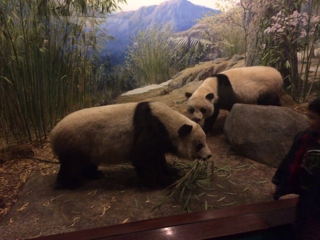 Field Museum, Chicago