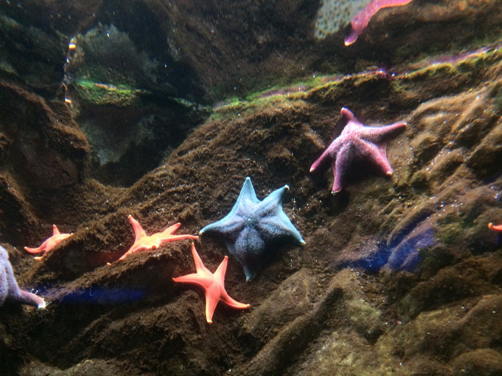 Star Fish Shedd Aquarium