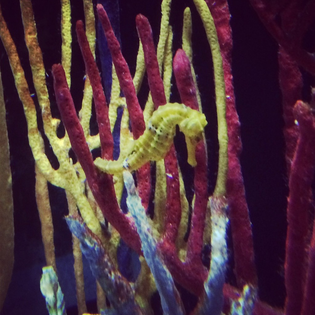 Sea Horse, Shedd Aquarium