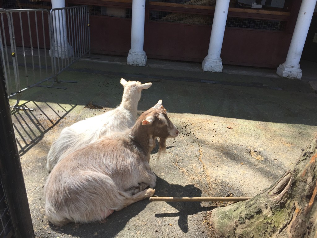 Goats at Coram's Fields