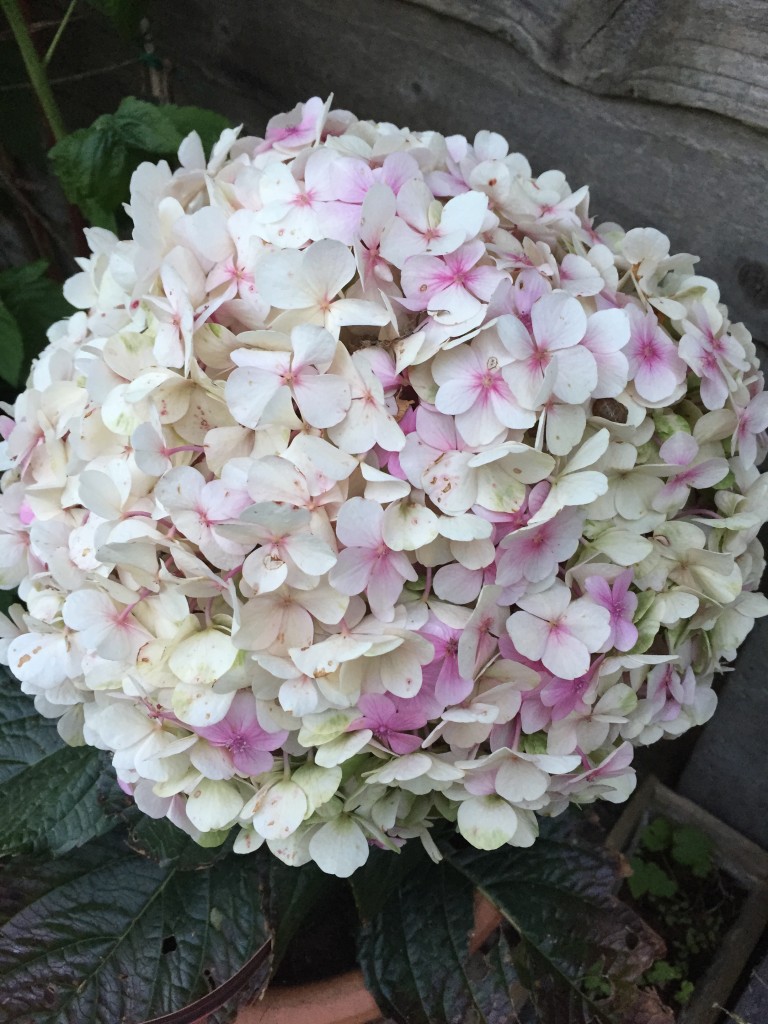 Hydrangea