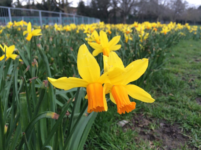 Daffodils