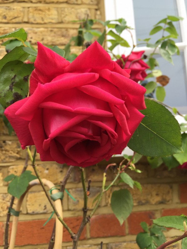 Climbing rose