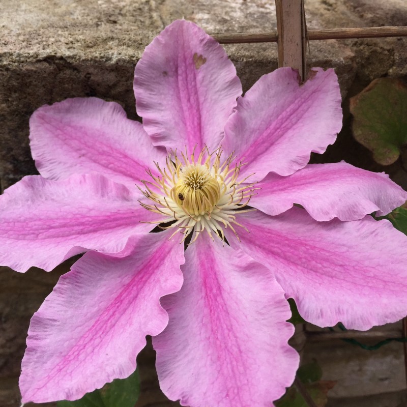 Clematis