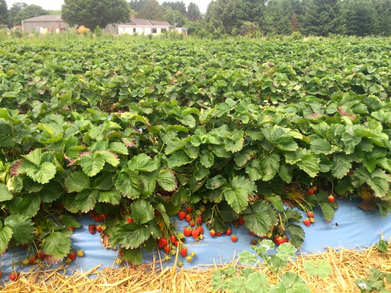 Strawberry plants at Crockford Farm, Pick Your Own, Weybridge