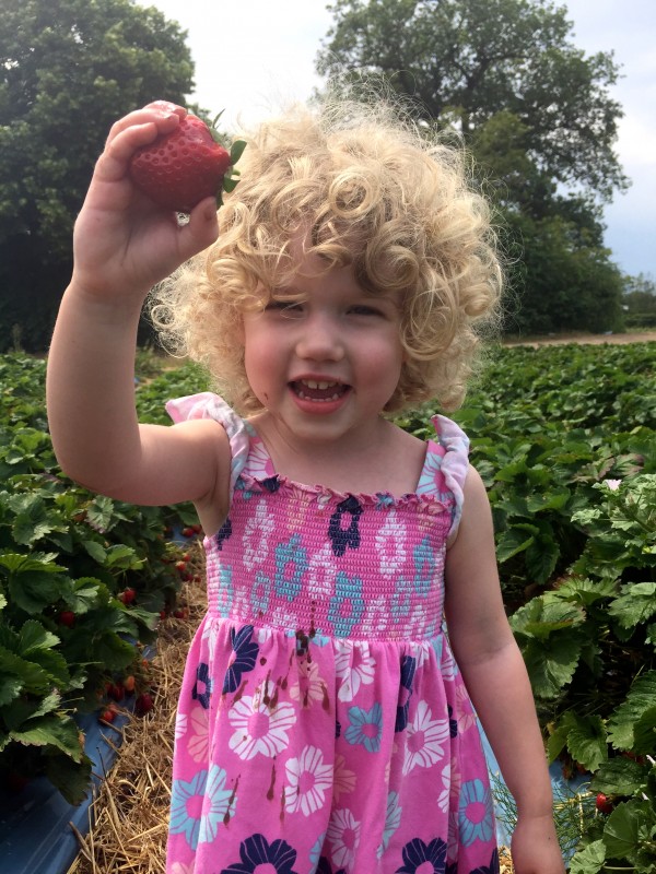 Mrs T picked a strawberry at Crockford Farm, Pick Your Own, Weybridge
