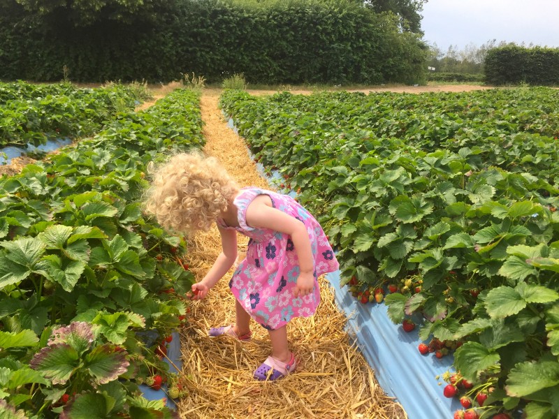 Picking strawberries at Crockford Farm, Pick Your Own, Weybridge