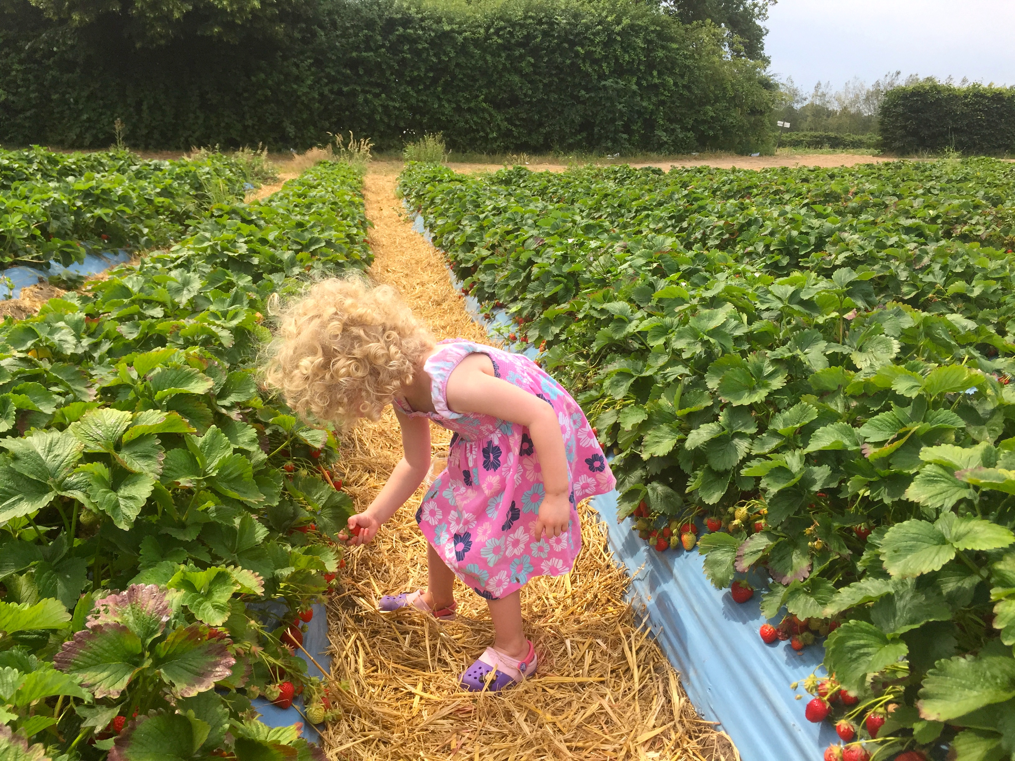 Picking strawberries at Crockford Bridge Farm, Pick Your Own, Weybridge