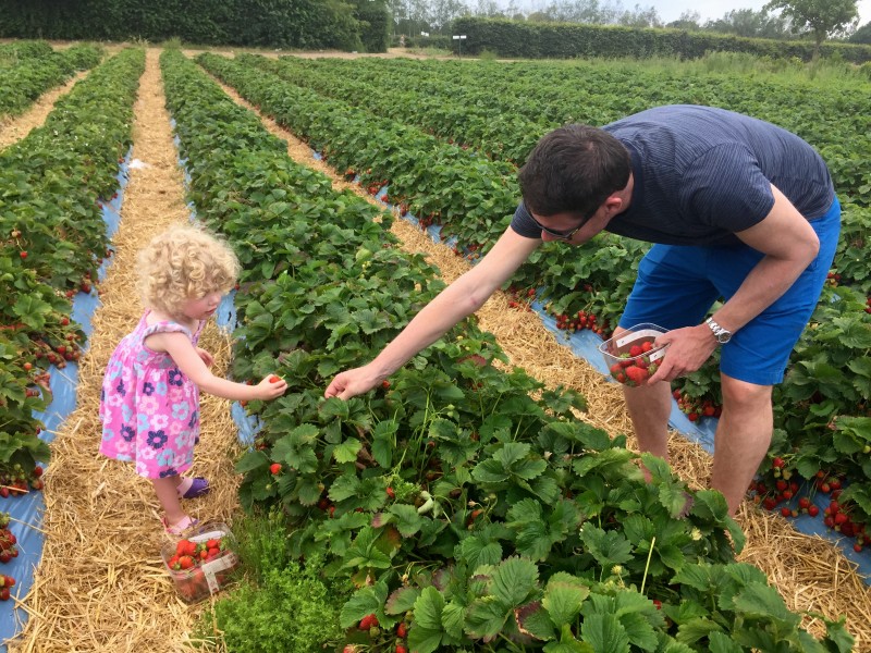 Picking strawberries at Crockford Farm, Pick Your Own, Weybridge