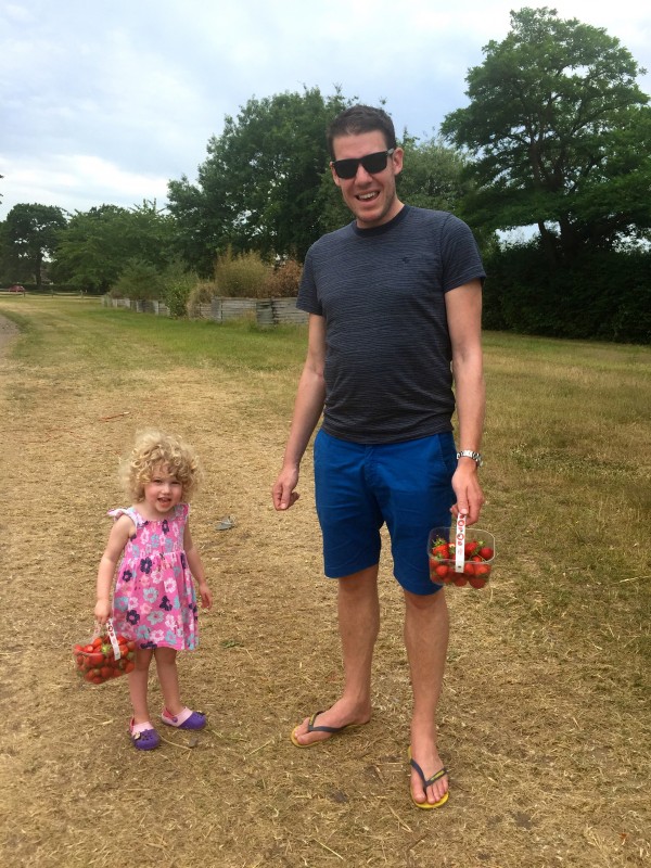 Lots of strawberries at Crockford Farm, Pick Your Own, Weybridge