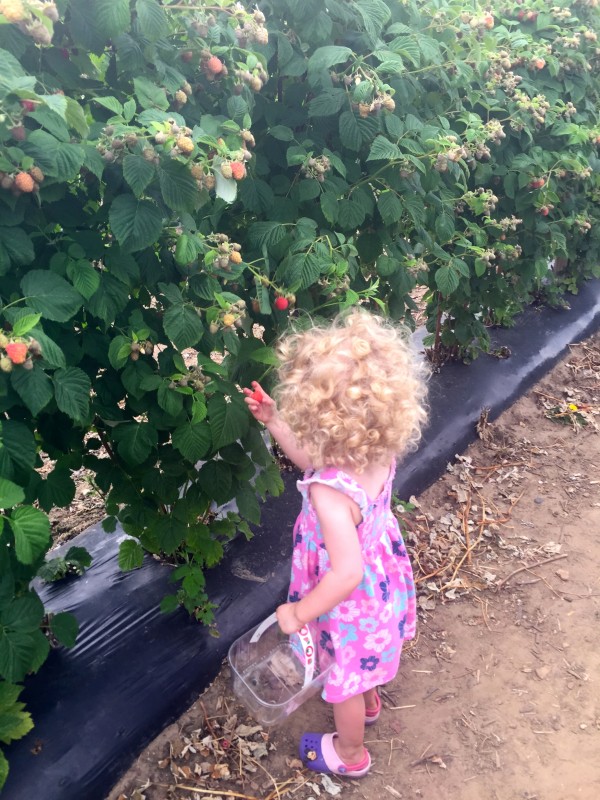 Picking raspberries at Crockford Farm