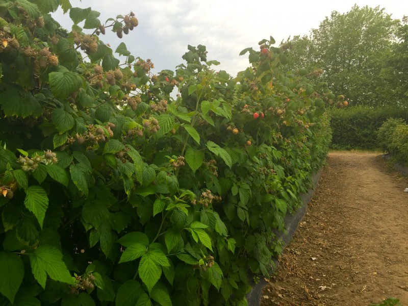 Raspberry bushes as Picking raspberries at Crockford Farm