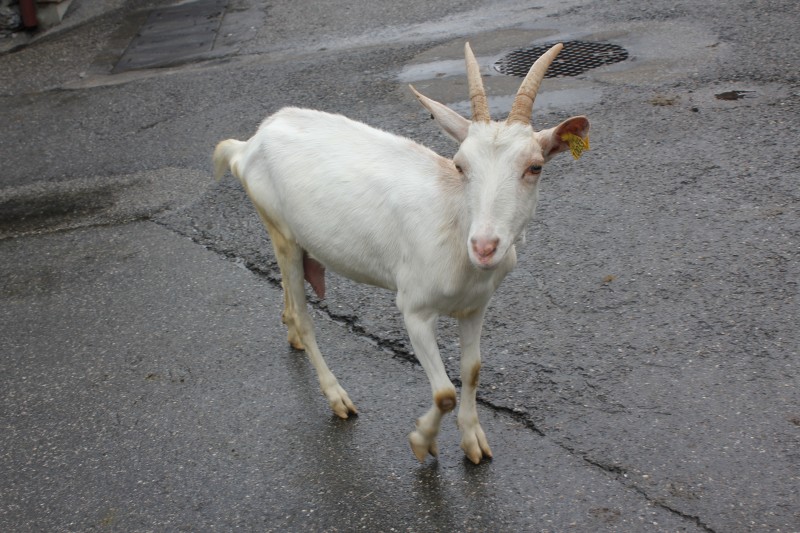 Goat in Lindarets, Morzine, Portes du Soleil