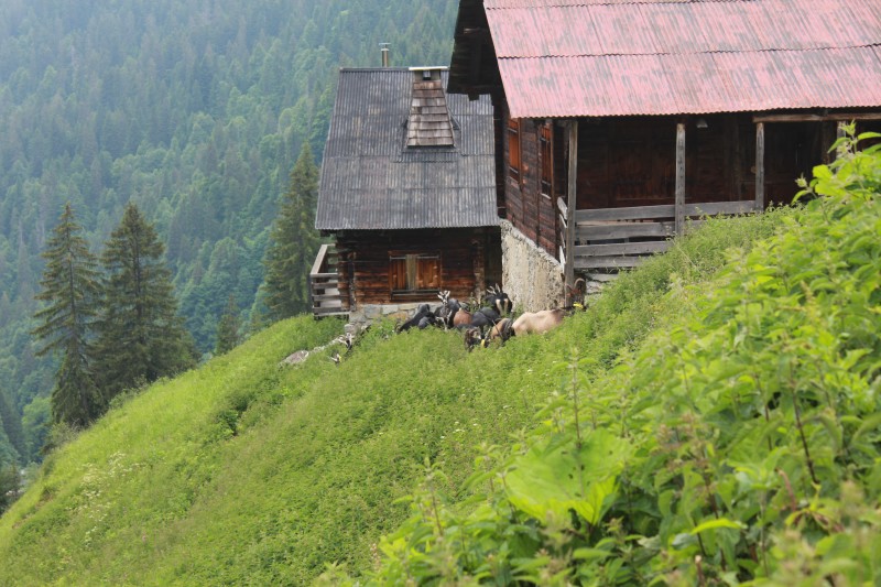 Goat in Lindarets, Morzine, Portes du Soleil