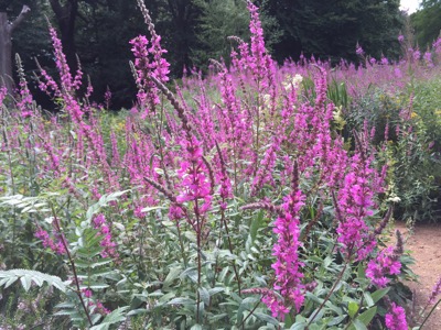 Isabella Plantation, Richmond Park