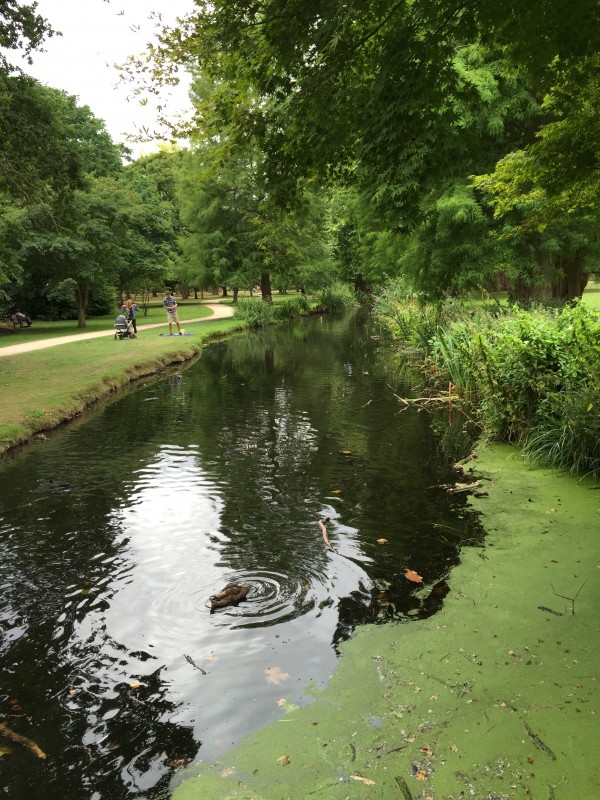 Stream in Bushy Park