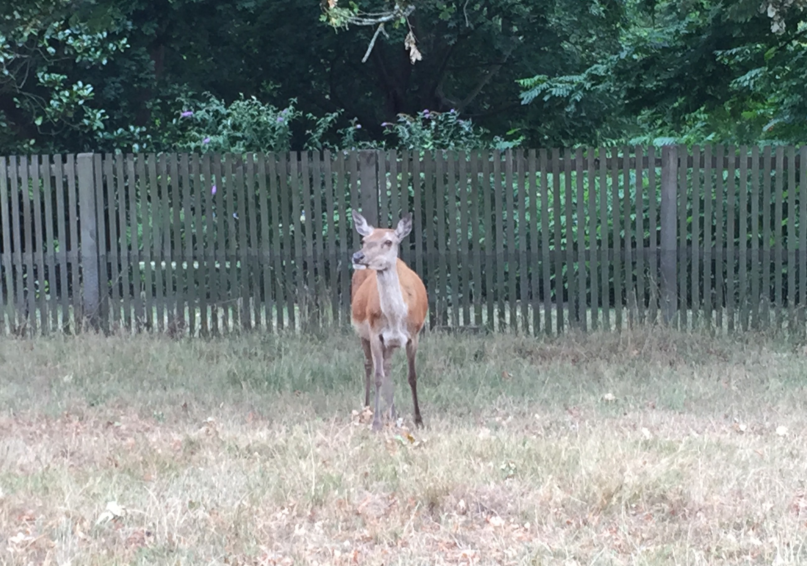 Deer in Bushy Park