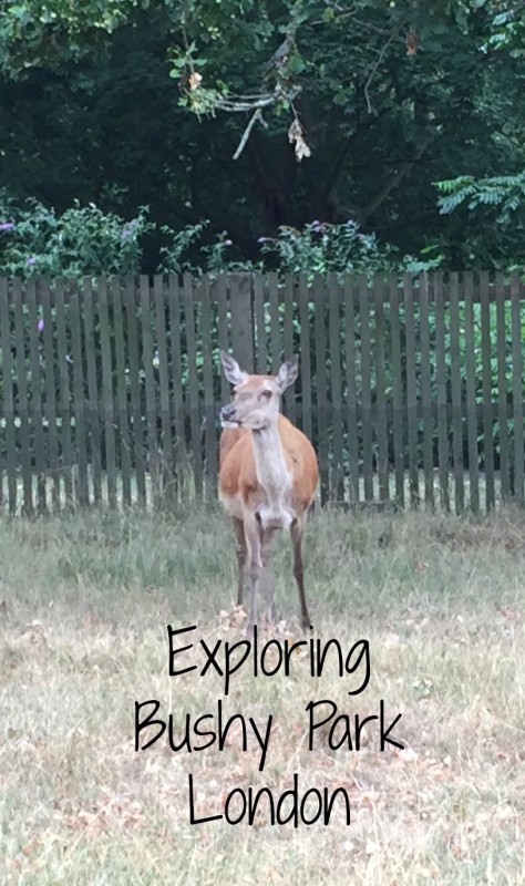 Exploring the history of London's Royal Bushy Park in Hampton Court 