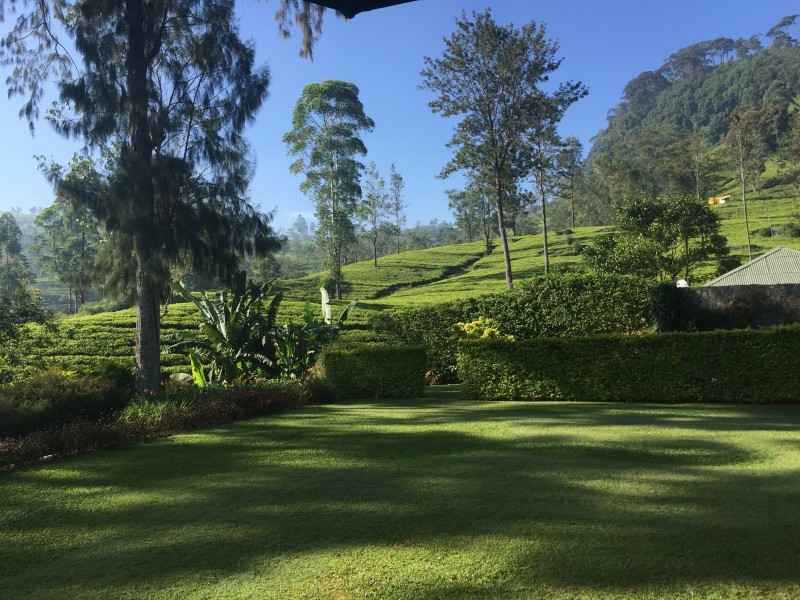 Tea plantation at Tea Trails, Sri Lanka