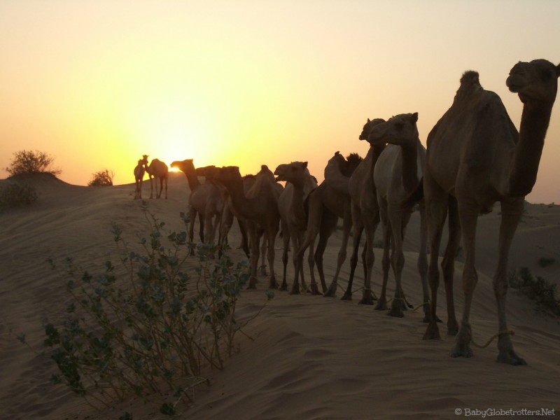 Camels, desert, UAE