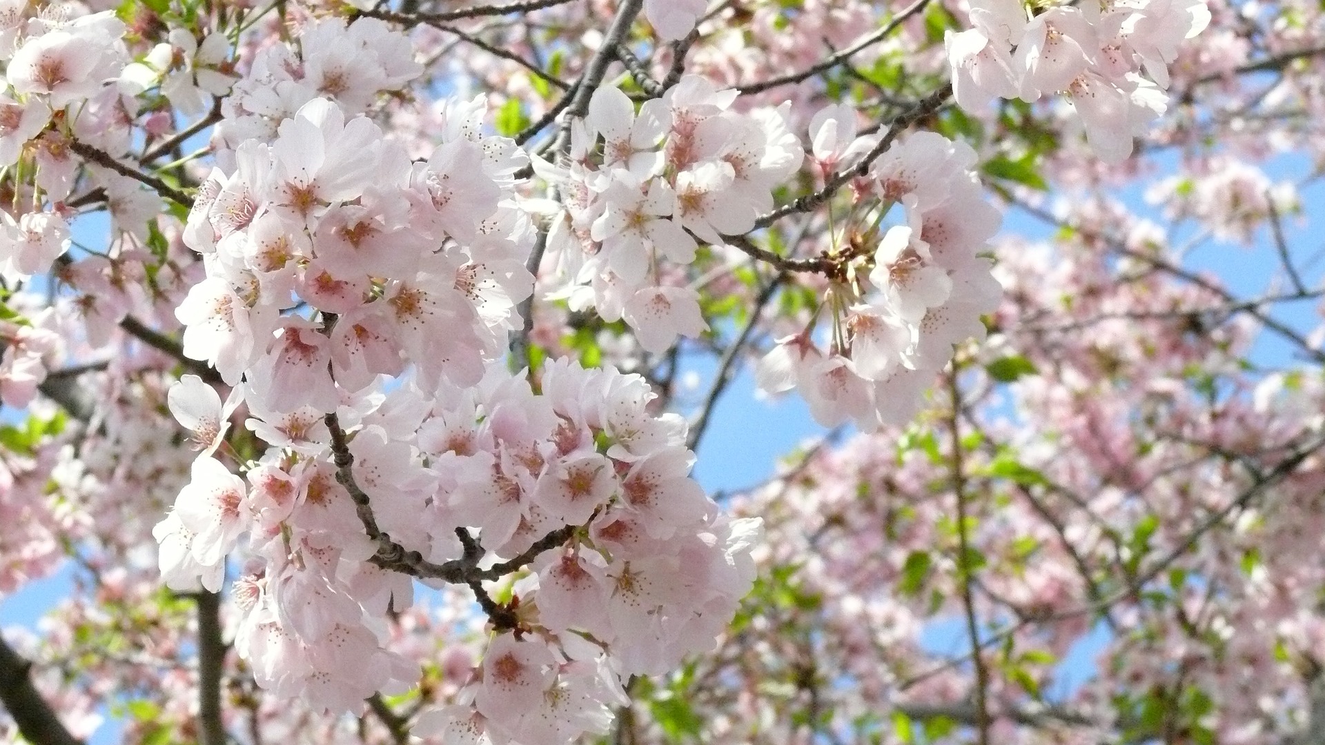 Cherry Blossom in Washington DC