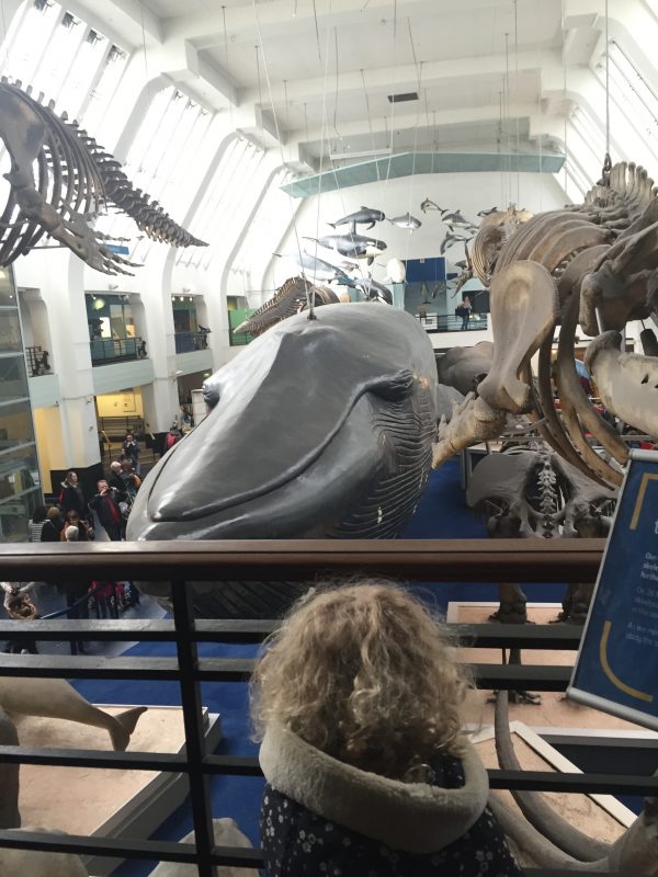 Mammals and Blue Whale gallery 