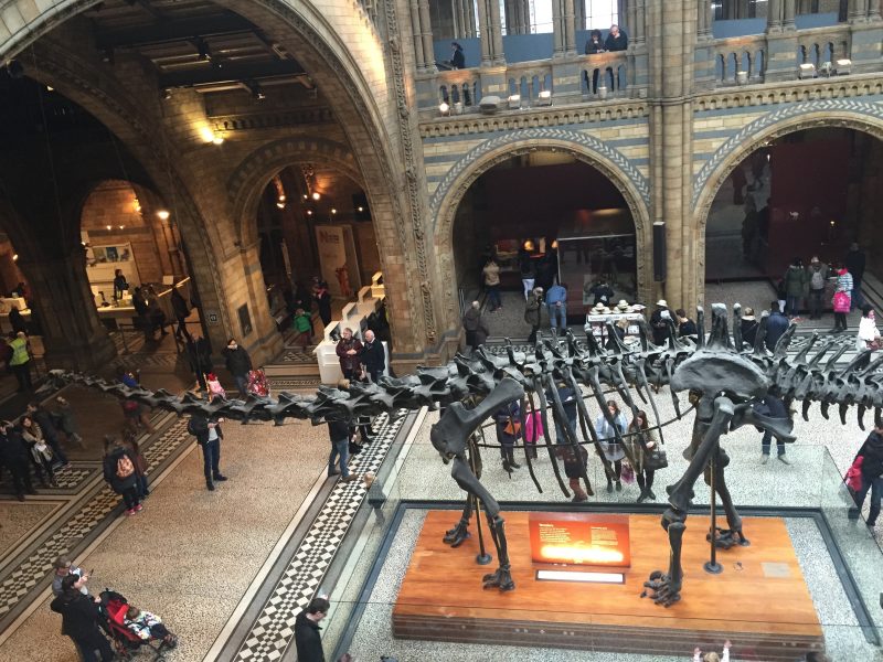 Dippy the Diplodocus at the Natural History Museum
