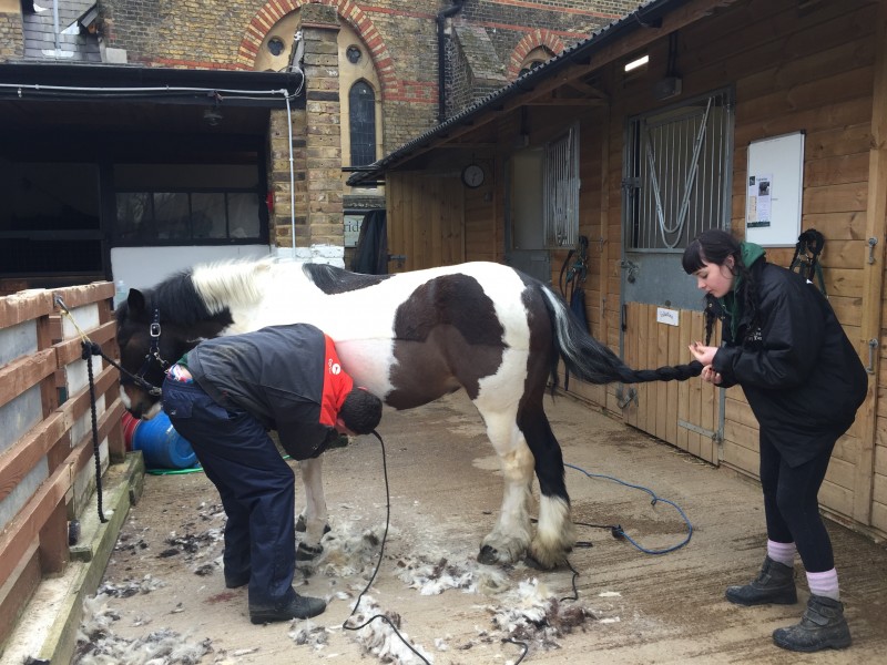 One of the horses gets a haircut at Vauxhall City Farm