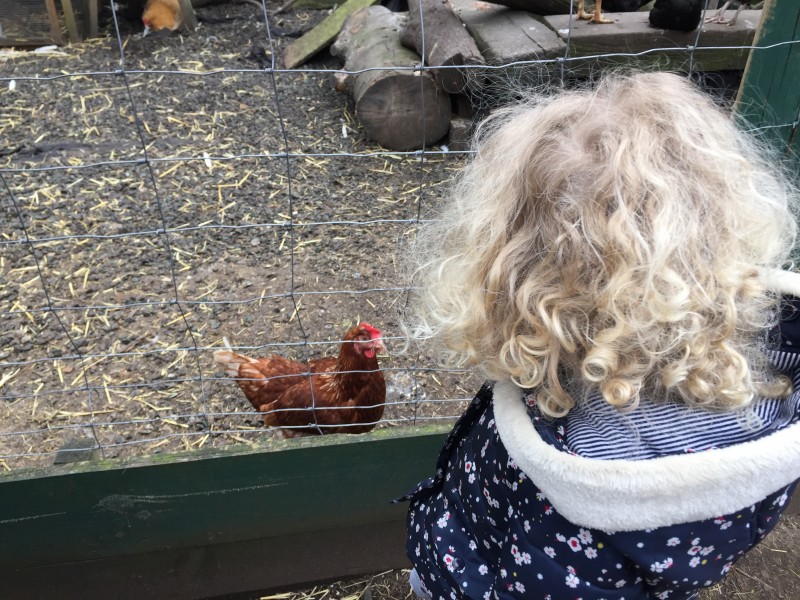 Mrs T checks out the chickens