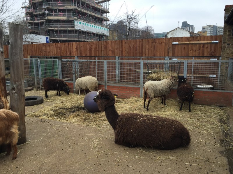 Alpacas and Llamas at Vauxhall City Farm