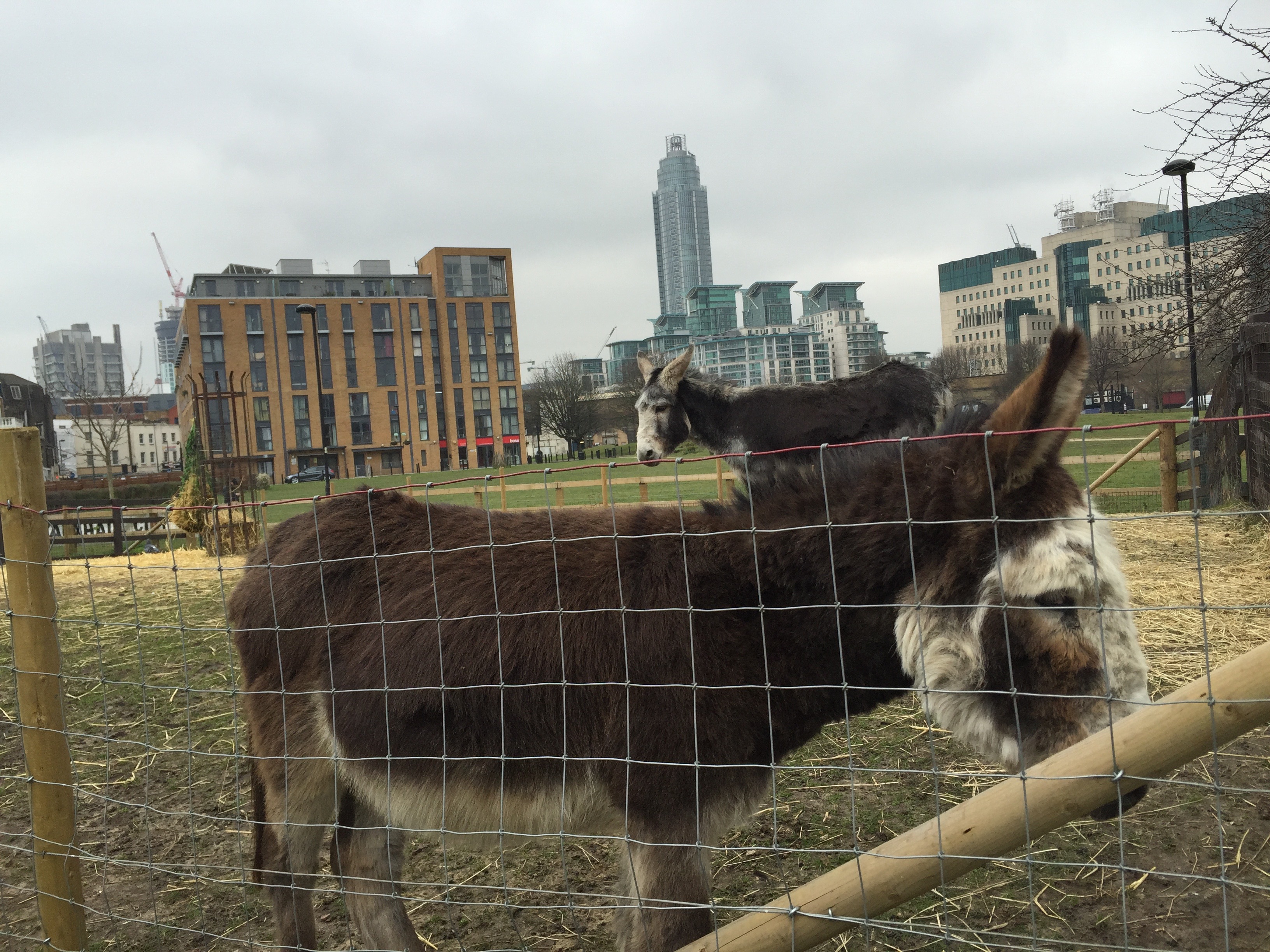 Donkeys outside Vauxhall City Farm