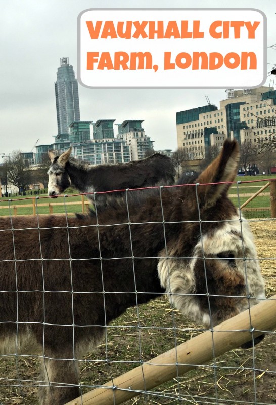 Vauxhall City Farm, a surprising oasis in central London