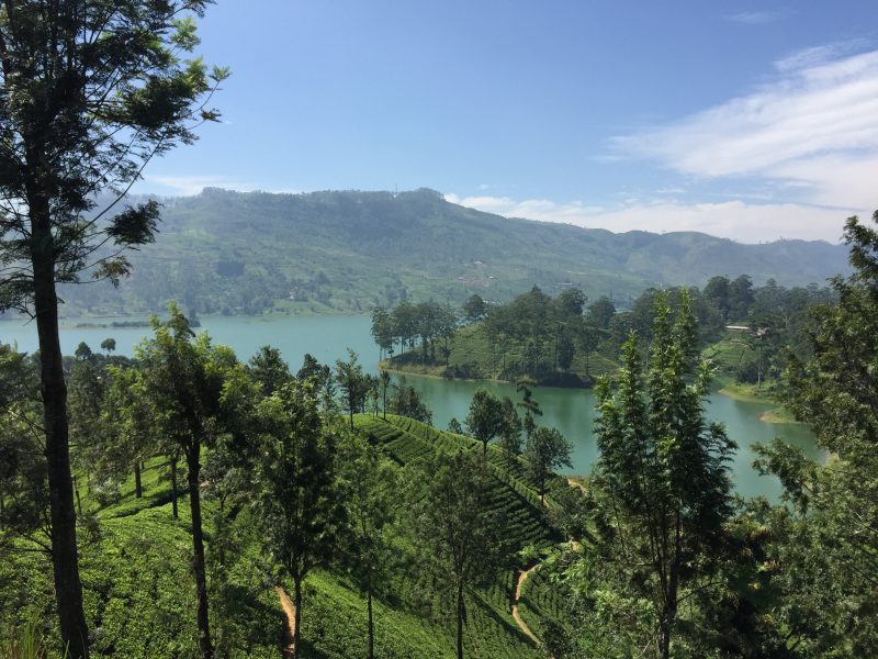 Tea lands in central Sri Lanka
