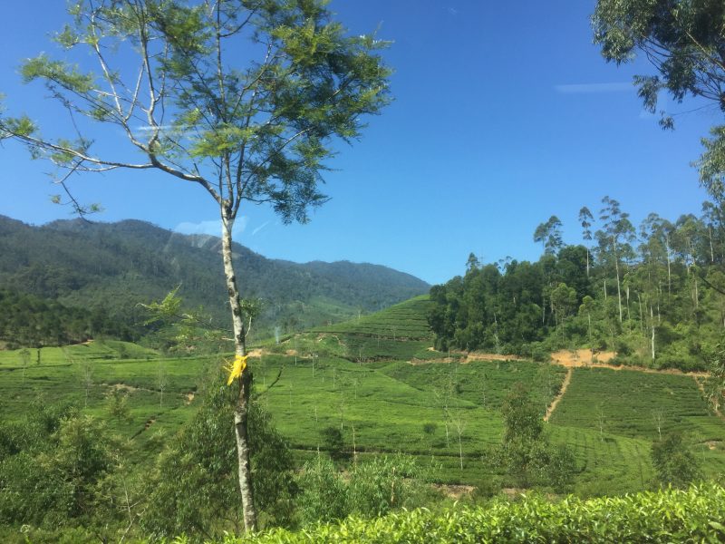 Tea hills of Sri Lanka