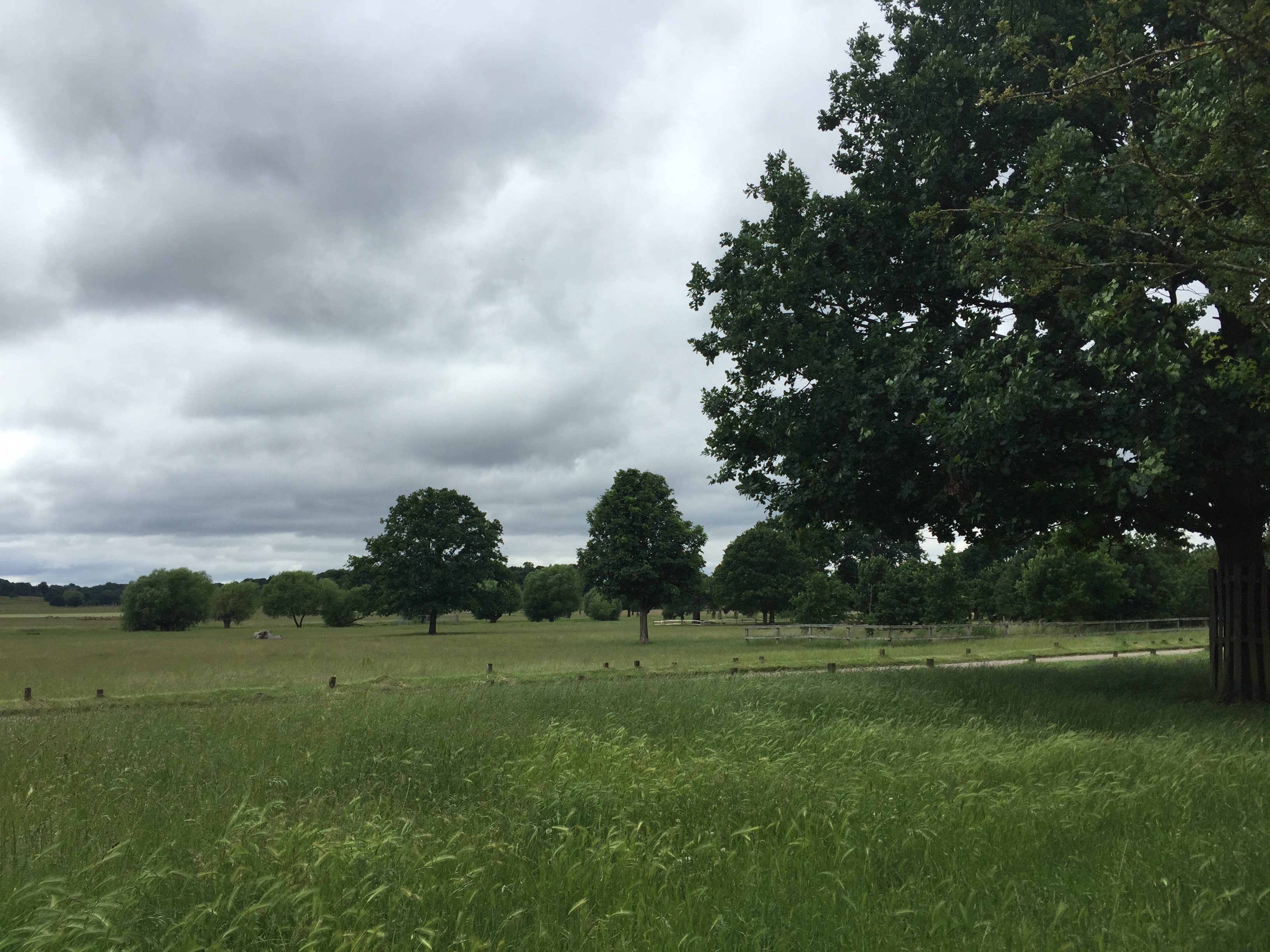 Richmond Park, London