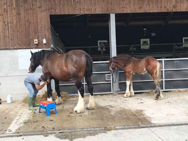 Shire horses at Cannon Hall Farm, Barnsley