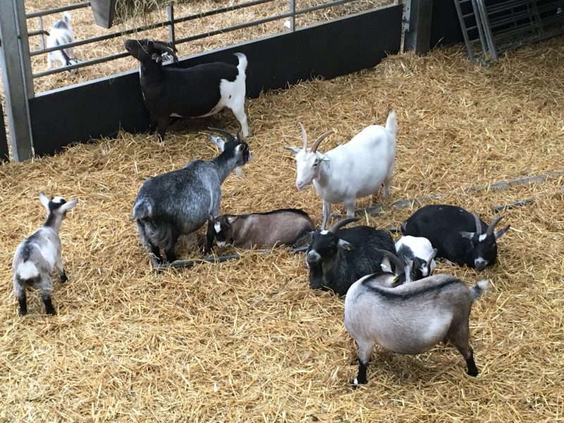 Cannon Hall Farm, Barnsley